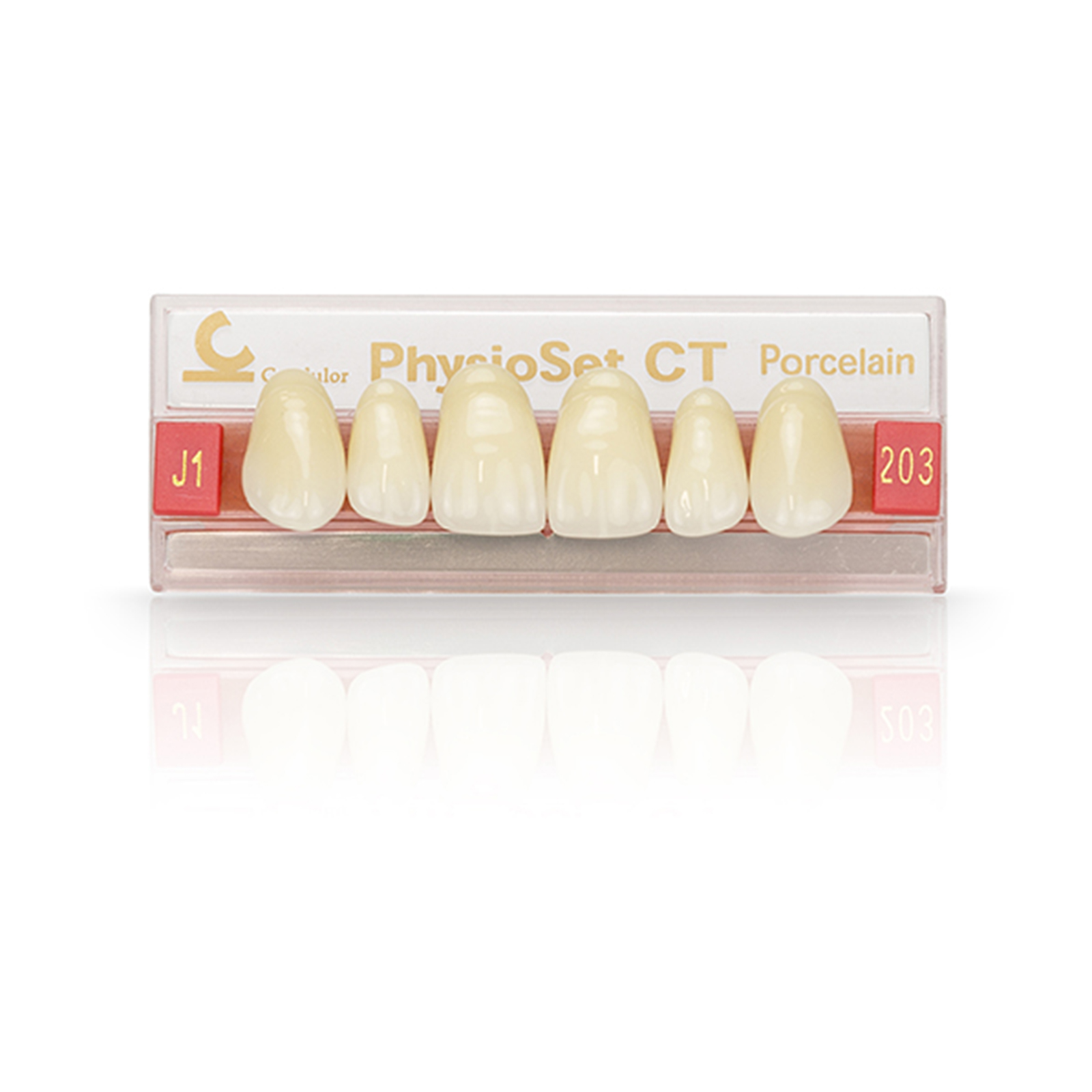 Gnathostar Set of 8 AD Teeth Ivoclar Vivadent US